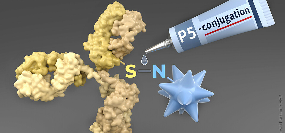P5 conjugation technology as a molecular glue to construct antibody-drug-conjugates (ADCs) against cancer. P5 conjugation technology as a molecular glue to construct antibody-drug-conjugates (ADCs) against cancer.